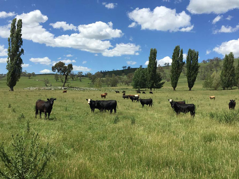 Jackson Agriculture and Lee Pratt Beef