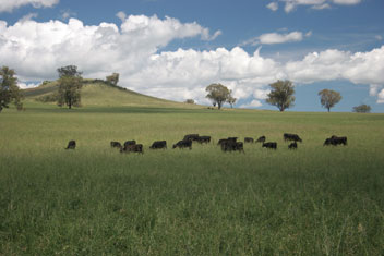 Australian Beef